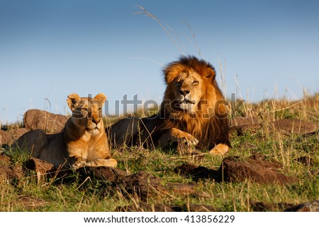 Lion Lipstick with his favorite Lioness in Masai Mara, Kenya