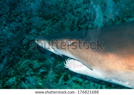 Sand tiger shark (Carcharias taurus) underwater