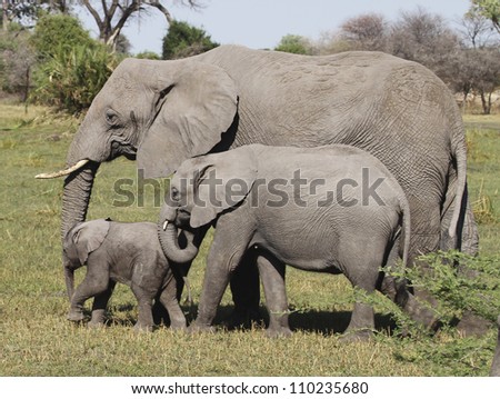 Elephant Family, Botswana