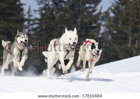 sportive dogs running in the snow