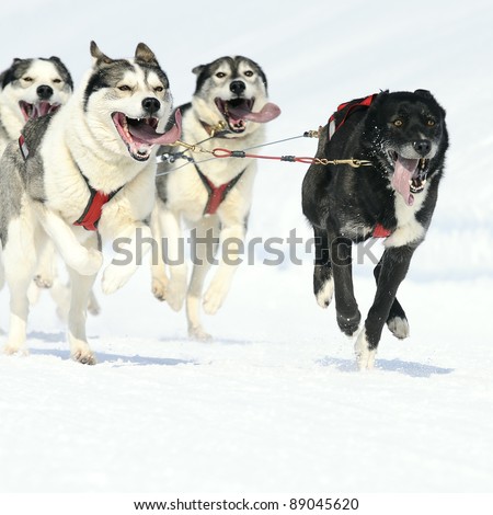 sportive dog team is running in the snow