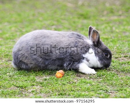 White and gray rabbit with his carrot in green grass