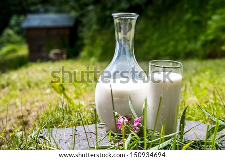 jug and glass of fresh milk in a green bacground