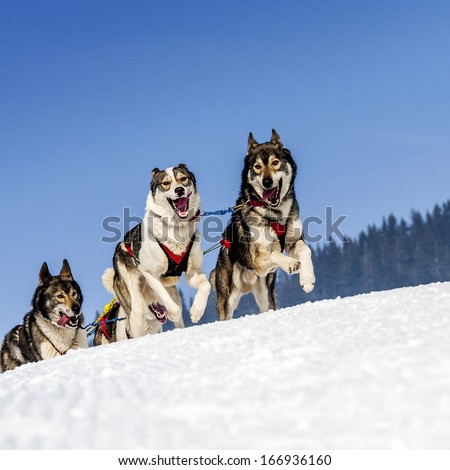 Sportive Dog Team Is Running In The Snow