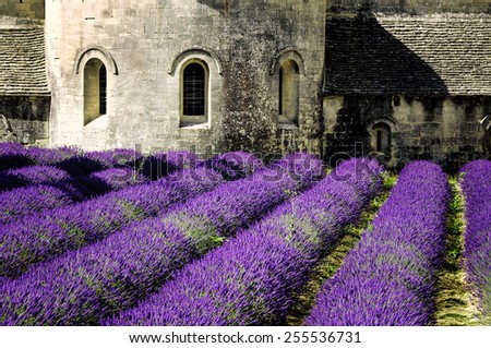Abbey of Senanque and blooming rows lavender flowers. Gordes, Luberon, Vaucluse, Provence, France.