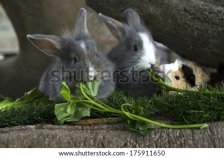 Three rabbit eating