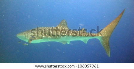 Whale shark (Rincodon typus)