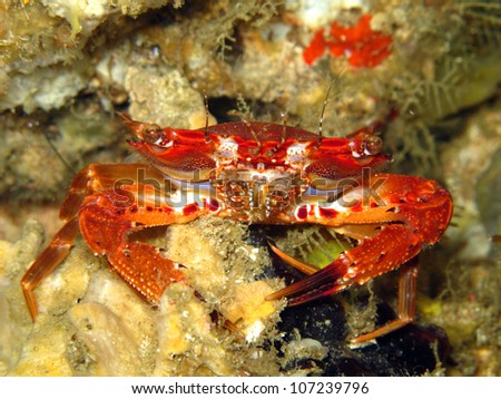 Rainbow swimming crab (Charybdis paucidentata)