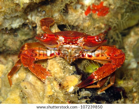 Rainbow swimming crab (Charybdis paucidentata)