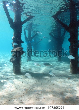 Sea life between the pillars of jetty with the light from outside