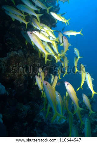 School of goatfishes inside the cave at Red Sea (Mulloidichtys vanicolensis)