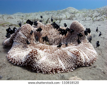 Anemone coral with small black and white fishes
