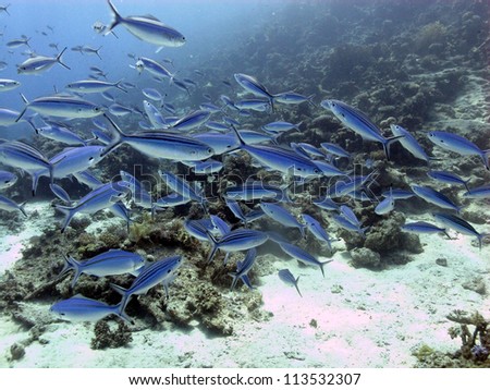 Group of the blue and silver fishes in the shallow water with beautiful reef behind, Red sea, Egypt