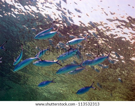 Group of the blue-silver fishes against the light from the surface - Red Sea, Egypt