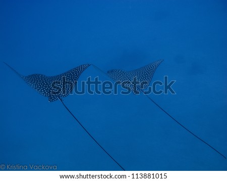 Couple of Spotted Eagle rays in deep water (Aetobatis narinari)
