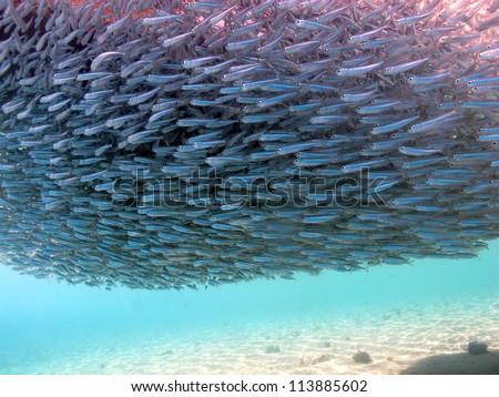 Pulsing fishes under the boat close to the surface at Red sea