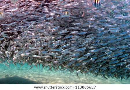 Pulsing fishes under the boat close to the surface at Red sea