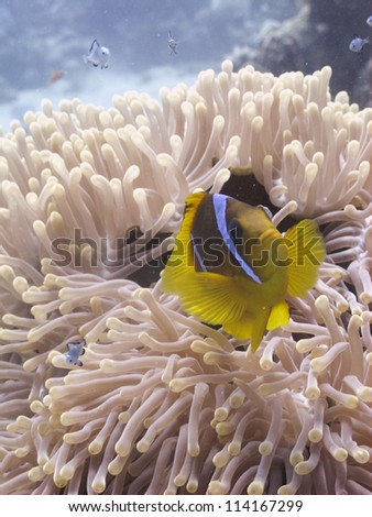 Red sea anemonefish (Amhiprion bicintus) hiding and protecting her anemone