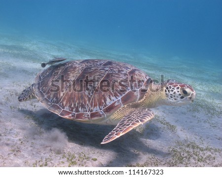 Green sea turtle (Chelonia mydas) leaving her lunch