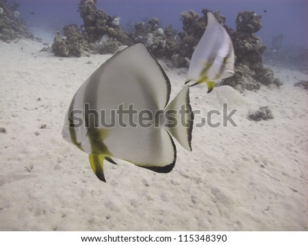 Couple of batfish swimming close to the sandy bottom at Red sea