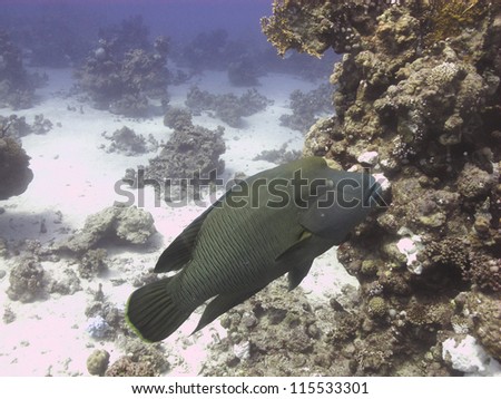 Napoleon wrasse (Cheilinus undulatus) swimming close to the reef