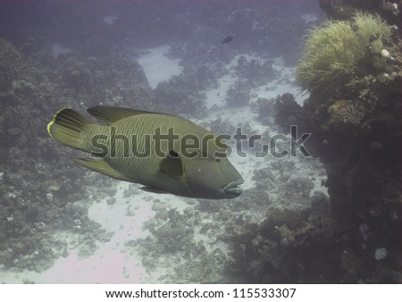 Napoleon wrasse (Cheilinus undulatus) swimming close to the reef