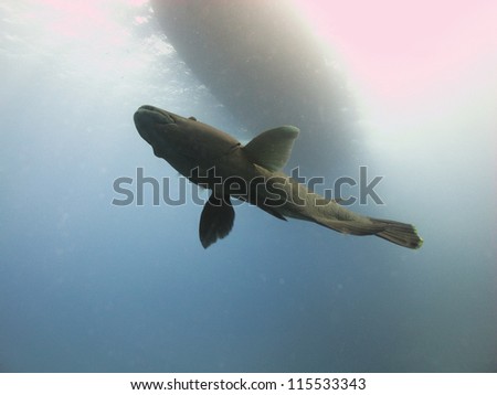 SIlhuette of the Napoleon wrasse (Cheilinus undulatus) swimming under the diving boat at Red sea