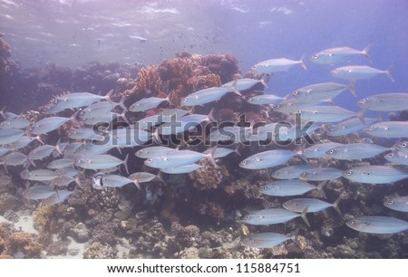 Beautiful underwater view to the school of fishes swimming close to the reef with the reflections of the lights from surface