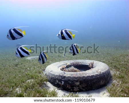 Banner fishes swimming around the old tyre in shallow water