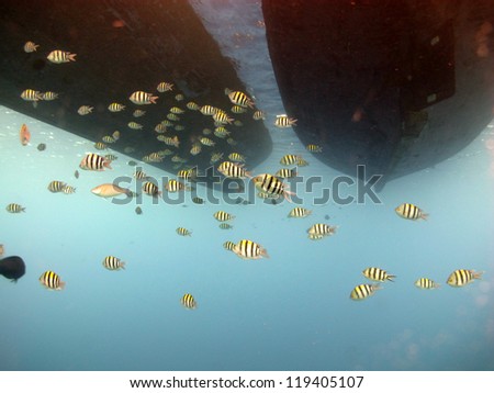 Life under the boat - big school of Indo.Pacific sergeant (Abudefduf vaigiensis)
