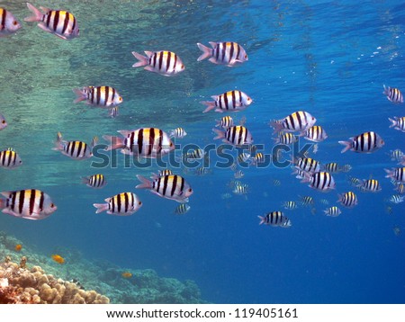 The big school of the Indo.Pacific sergeant (Abudefduf vaigiensis) close to the reef at Red sea, shallow water