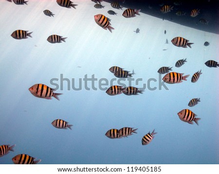 Life under the boat - big school of Indo.Pacific sergeant (Abudefduf vaigiensis)