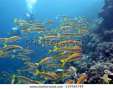 Big school of Yellowfin goatfish (Mulloidichthys vanicolensis) close to the beautiful coral reef with a diver in behind