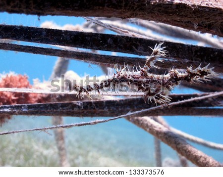 Ornate Ghost Pipefish (Solenostomus paradoxus) - a big rarity of the Red Sea. Ornate Ghost pipefish under the leafs in shallow water