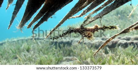 Ornate Ghost Pipefish (Solenostomus paradoxus) - a big rarity of the Red Sea. Ornate Ghost pipefish under the leafs in shallow water