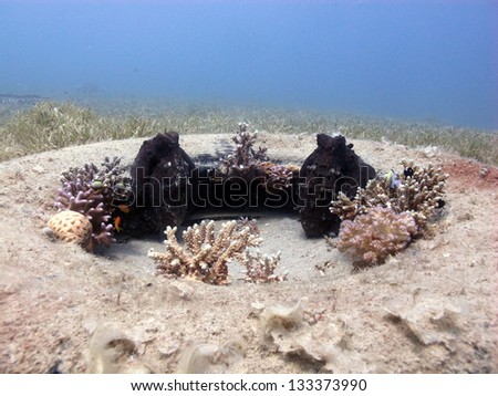 Couple of the Reef Octopuses sitting inside the tyre and relaxing - at the Red Sea