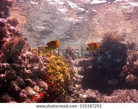Beautiful underwater view - landscape with the couple of the angel fishes. Reef with hard and soft corals in behind. Red Sea, Egypt