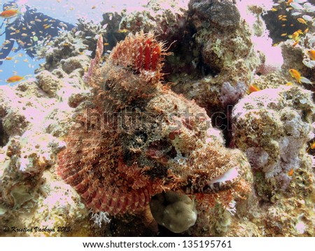 Smallscale scorpionfish (Scorpaenopsis oxycephala) hidining himself on the pinnacle. Perfect mimicry of the danger.