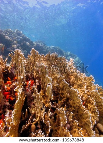 Underwater view with a lots os firecorals and other hard corals in very shallow water of the Red Sea