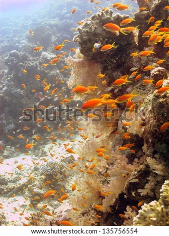 Underwater landscape with the pinnacle surrounded by the red anthiases, Red Sea, Egypt