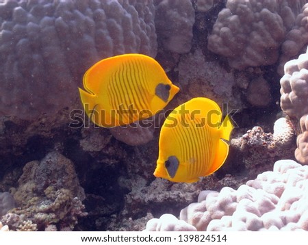 Couple of Masked butterflyfishes (Chaetodon semilarvatus) in front of the reef
