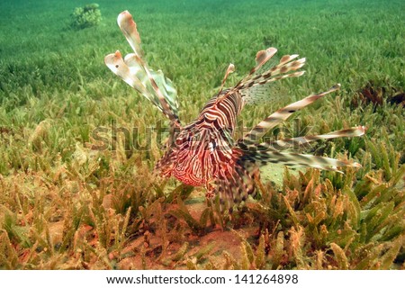 Common lionfish (Pterois miles) swimming in the strong current, close to the grass-bottom of the shallow lagoon at Dahab, Red sea