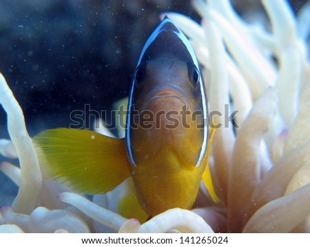 The Red sea anemonefish (Amphiprion bicintus), Nemo fish trying to protect his anemone coral. The beautiful colors of the sea. Macro shot.