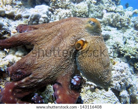 Detail of the Reef octopus (Octopus cyaneus) in brown coat, swimming/walking on the top of coral reef