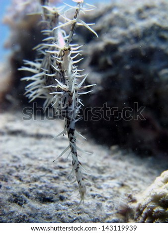 Detail of a head of the Ornate Ghost Pipefish (Solenostomus paradoxus)