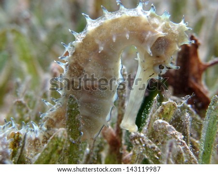 Yellow JayakarÃ?Â´s seahorse (Hippocampus jayakarai), the coolest animal hiding in the sea grass