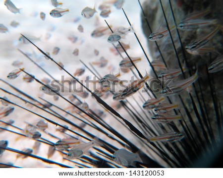 Group of small fishes, cardinalfishes living inside the sea urchin, cute underwater view