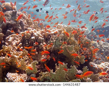 Beautiful underwater landscape view with lots of coral fishes. Colors, Beauty. Depth. Paradise. Red sea, Dahab, Egypt