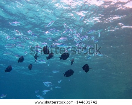 Beautiful underwater view against the surface with school of the fishes. Colors, Beauty. Depth. Paradise. Red sea, Dahab, Egypt