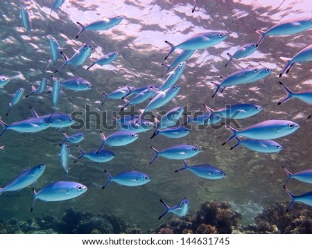 Beautiful underwater landscape view with lots of coral fishes. Colors, Beauty. Depth. Paradise. Red sea, Dahab, Egypt